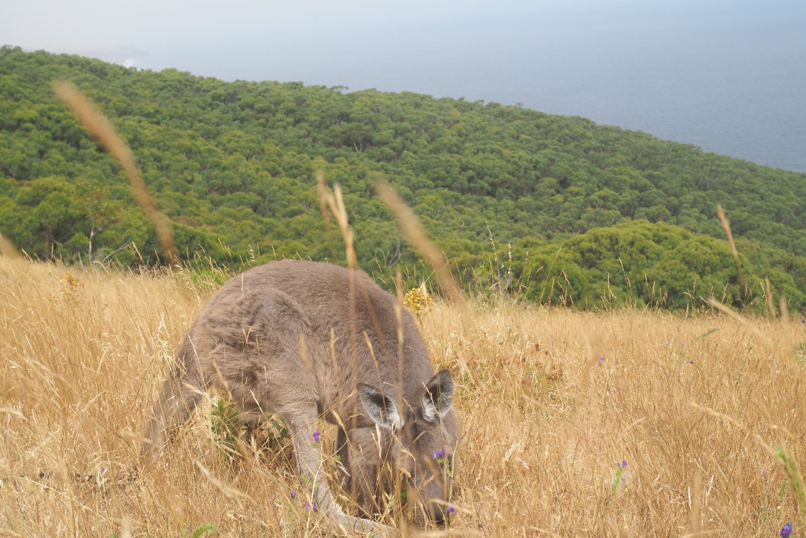 Kangourou en australie dans les hautes herbes